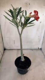 Planta Simples 2957 – 35cm – 03 anos - Imagem 5