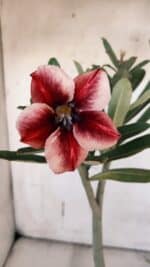 Planta Simples 2957 – 35cm – 03 anos