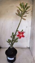 Planta Simples 2959 – 35cm – 03 anos - Imagem 2