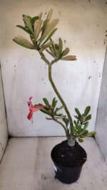 Planta Simples 2959 – 35cm – 03 anos - Imagem 5