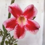 Planta Simples 2959 – 35cm – 03 anos