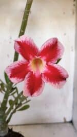 Planta Simples 2959 – 35cm – 03 anos