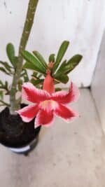 Planta Simples 2959 – 35cm – 03 anos - Imagem 4