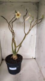 Planta Simples 2960 – 50cm – 04 anos - Imagem 2