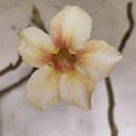 Planta Simples 2960 – 50cm – 04 anos