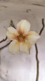 Planta Simples 2960 – 50cm – 04 anos