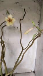 Planta Simples 2960 – 50cm – 04 anos - Imagem 5