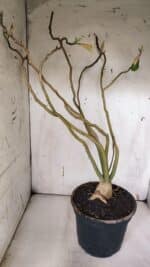 Planta Simples 2960 – 50cm – 04 anos - Imagem 8