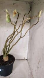 Planta Simples 2960 – 50cm – 04 anos - Imagem 6