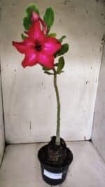 Planta Simples 2961 – 35cm – 03 anos - Imagem 2