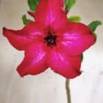 Planta Simples 2961 – 35cm – 03 anos