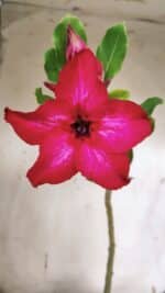 Planta Simples 2961 – 35cm – 03 anos