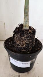 Planta Simples 2961 – 35cm – 03 anos - Imagem 7