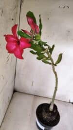 Planta Simples 2961 – 35cm – 03 anos - Imagem 5