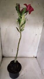 Planta Simples 2961 – 35cm – 03 anos - Imagem 6