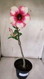 Planta Simples 2962 – 30cm – 02 anos - Imagem 2