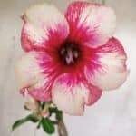 Planta Simples 2962 – 30cm – 02 anos