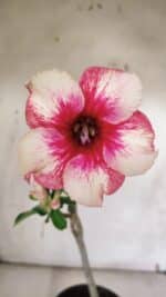 Planta Simples 2962 – 30cm – 02 anos