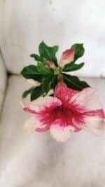 Planta Simples 2962 – 30cm – 02 anos - Imagem 4