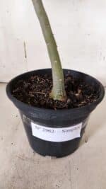 Planta Simples 2962 – 30cm – 02 anos - Imagem 8