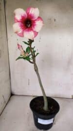 Planta Simples 2962 – 30cm – 02 anos - Imagem 7