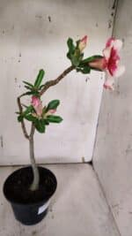 Planta Simples 2962 – 30cm – 02 anos - Imagem 6