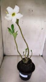 Planta Simples 2964 – 35cm – 03 anos - Imagem 2