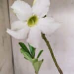 Planta Simples 2964 – 35cm – 03 anos