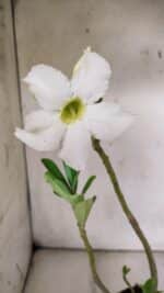 Planta Simples 2964 – 35cm – 03 anos