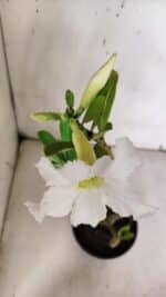 Planta Simples 2964 – 35cm – 03 anos - Imagem 4