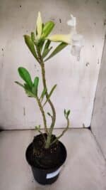 Planta Simples 2964 – 35cm – 03 anos - Imagem 6