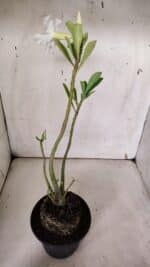 Planta Simples 2964 – 35cm – 03 anos - Imagem 5