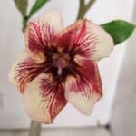 Planta Simples 2965 – 35cm – 03 anos