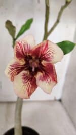 Planta Simples 2965 – 35cm – 03 anos