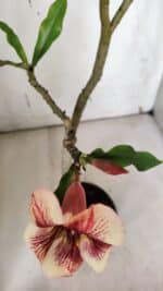 Planta Simples 2965 – 35cm – 03 anos - Imagem 4