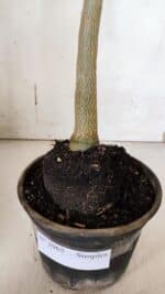 Planta Simples 2965 – 35cm – 03 anos - Imagem 8