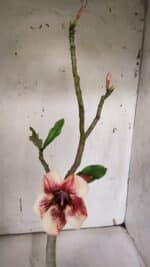 Planta Simples 2965 – 35cm – 03 anos - Imagem 7