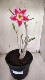 Planta Simples 2966 – 35cm – 03 anos - Imagem 2