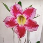 Planta Simples 2966 – 35cm – 03 anos