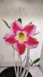 Planta Simples 2966 – 35cm – 03 anos