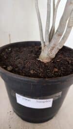 Planta Simples 2966 – 35cm – 03 anos - Imagem 7