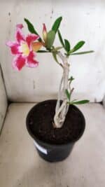 Planta Simples 2966 – 35cm – 03 anos - Imagem 5