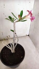 Planta Simples 2966 – 35cm – 03 anos - Imagem 6