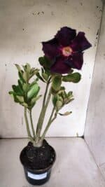 Planta Simples 2967 – 35cm – 03 anos