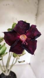 Planta Simples 2967 – 35cm – 03 anos - Imagem 3