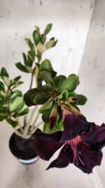 Planta Simples 2967 – 35cm – 03 anos - Imagem 4