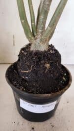 Planta Simples 2967 – 35cm – 03 anos - Imagem 8