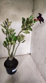 Planta Simples 2967 – 35cm – 03 anos - Imagem 7