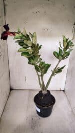 Planta Simples 2967 – 35cm – 03 anos - Imagem 5