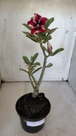 Planta Simples 2968 – 30cm – 02 anos - Imagem 2